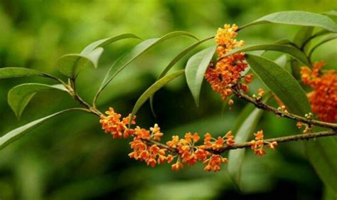 桂花什麼時候開|桂花什麼時候開花，桂花開花時間季節